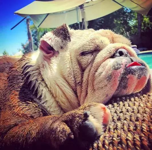 英牛的特征是什么,英牛智商高吗值得买吗