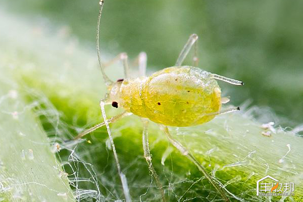 种植白菜心怎么管理,防治白菜萝卜病虫害哪个药好