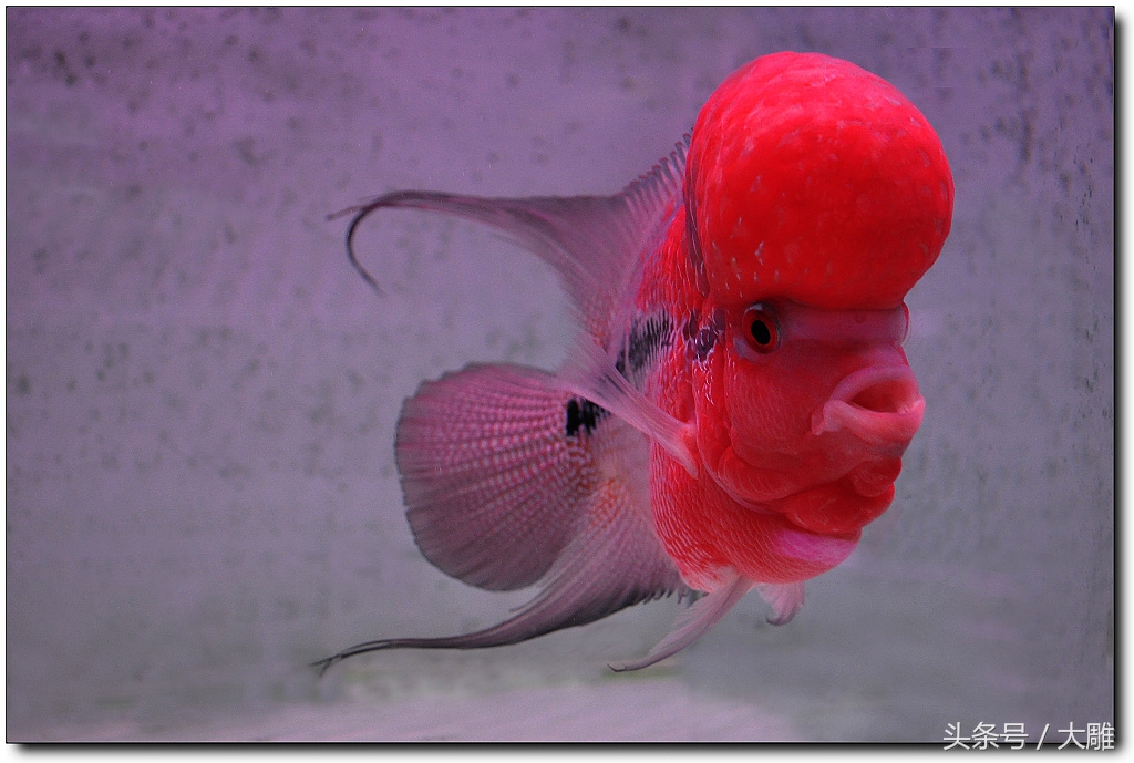 养鱼笔记新手入门教程,养鱼饲养记