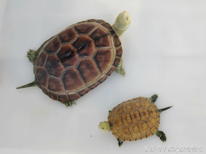 养乌龟该吃什么食物,养乌龟吃什么食物最好