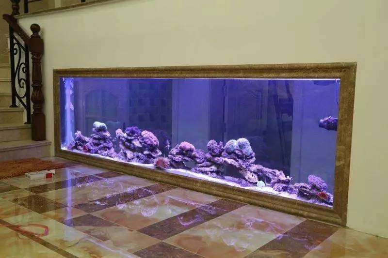 家里摆鱼缸数量有什么讲究,属马属蛇的家里怎么摆鱼缸