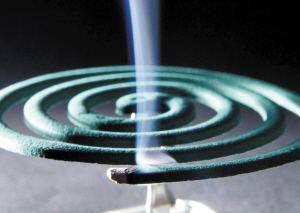 怎么去除月季上的蚜虫,如何消灭月季蚜虫小妙招