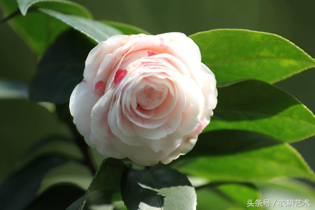 蓝花接骨草主治筋骨疼痛，风湿麻木，半身不遂，跌打损伤