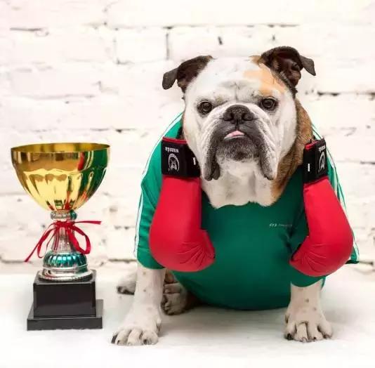 英牛怎么分辨品质,英牛是怎么培育出来的