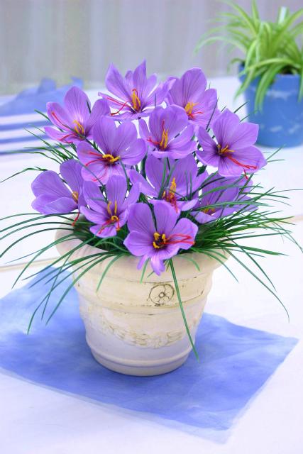 最好看的花藏红花,藏红花被誉为女性之花