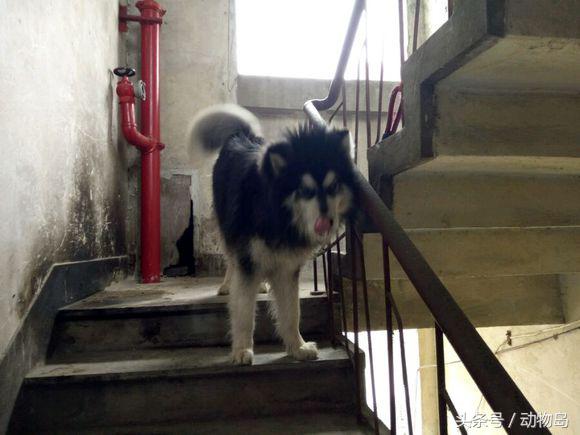 阿拉斯加被锁在楼道里不能出去,剪完毛之后的样子让人哭笑不得