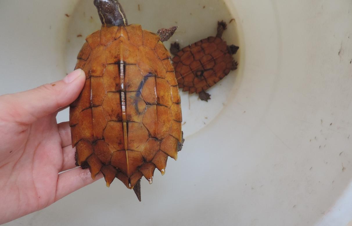 养枫叶龟犯法吗,黄缘龟跟枫叶龟可以一起养吗