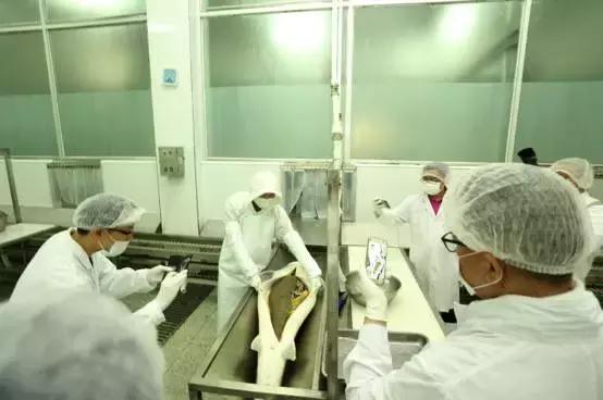 普通鲟鱼有鱼子酱吗,鲟鱼的卵是鱼子酱