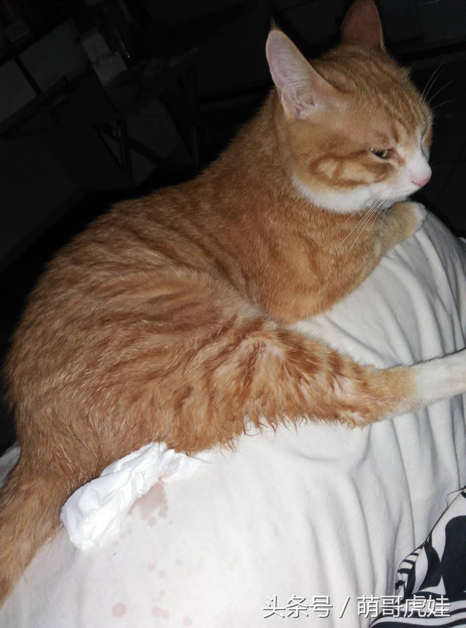 小猫平时很乖巧过一阵就尿床,小猫总是半夜来床上枕头上尿尿