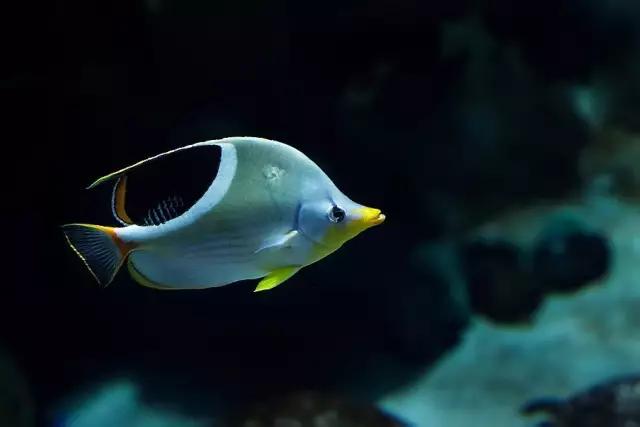 潜水的险情有哪些,潜水时遇到设备故障怎么办