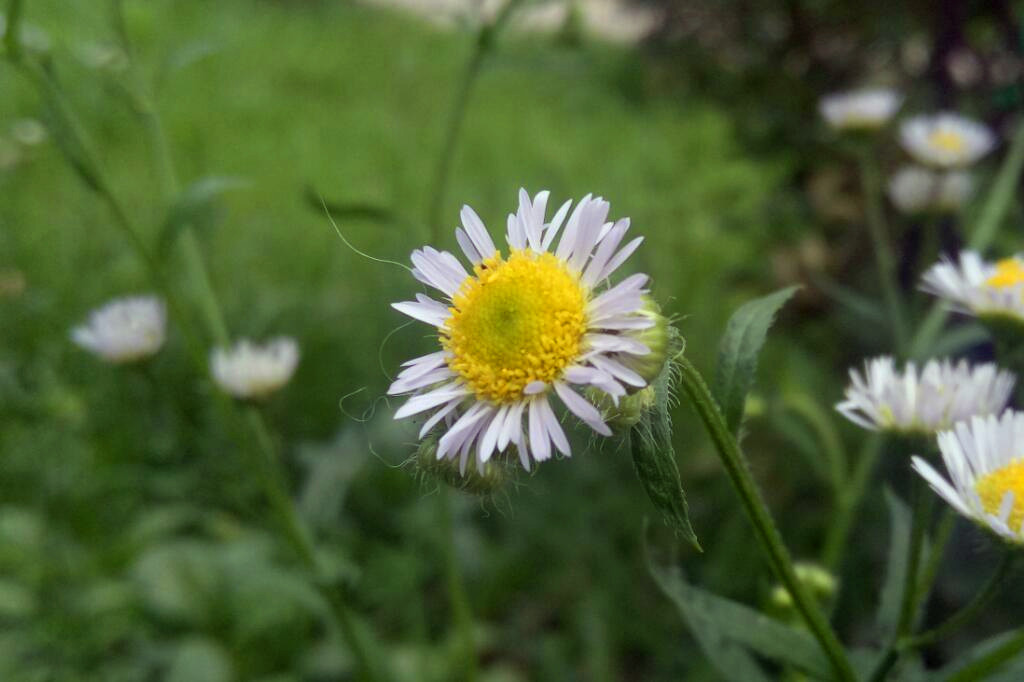 魅族手机拍照差,魅族17的拍照为啥很差