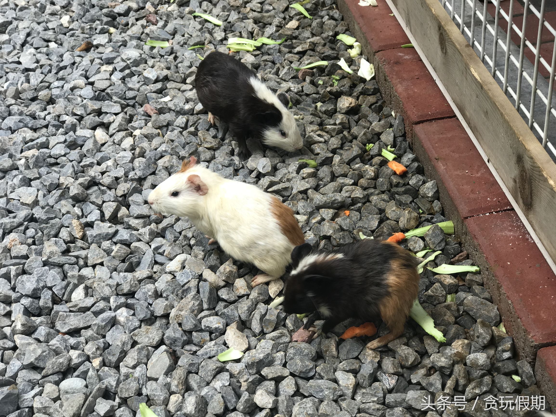 长隆野生动物园旅游攻略4天3晚,广州长隆两天一晚酒店攻略