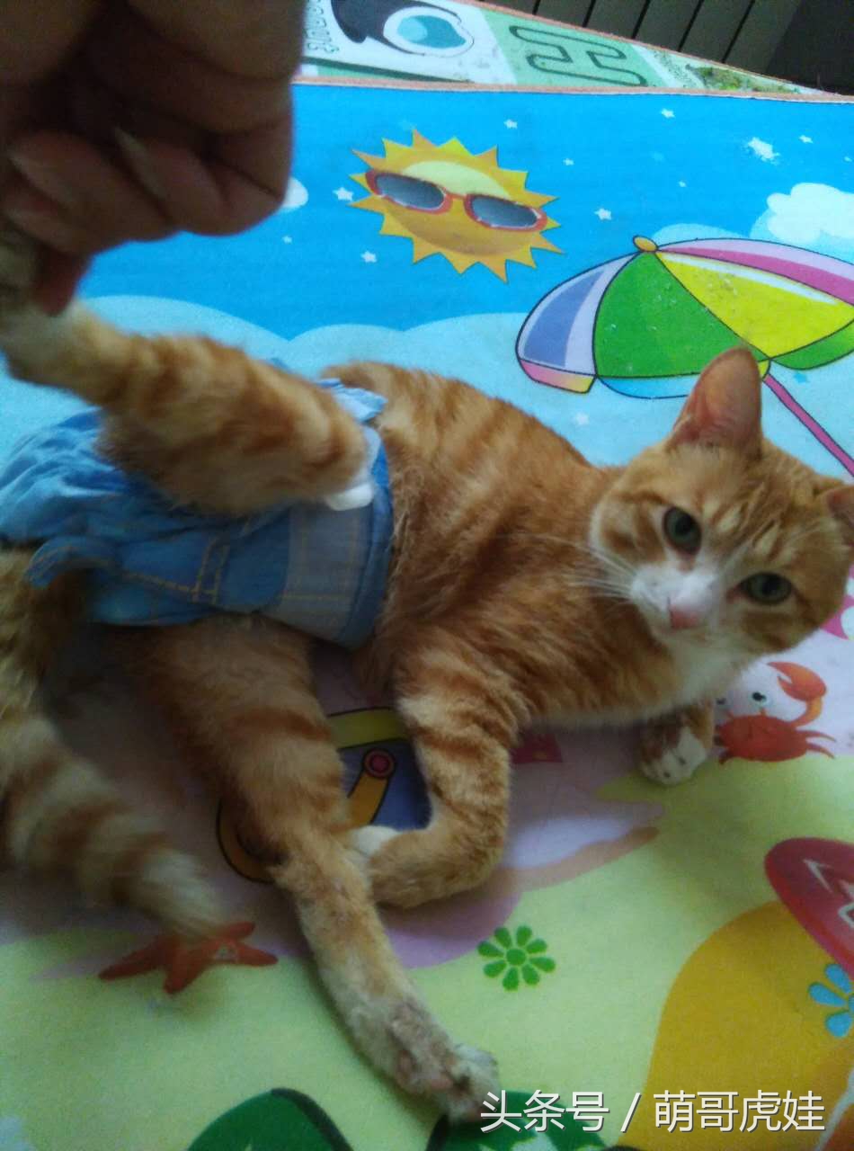小猫尿床穿纸尿裤,宠物猫老是尿床