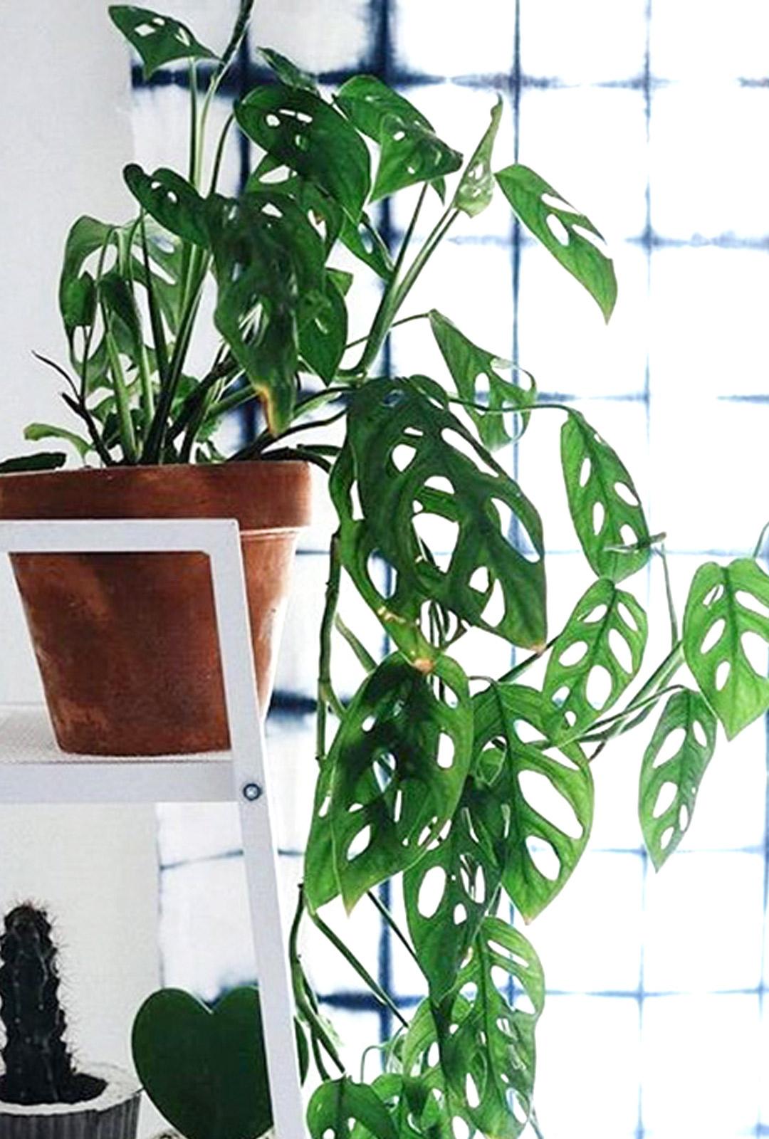 天南星对皮肤有毒吗,天南星科植物都有毒吗