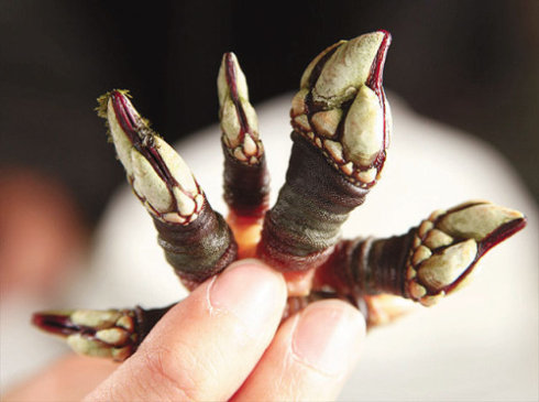 世界顶级名厨的临终菜单｜你敢尝哪道？