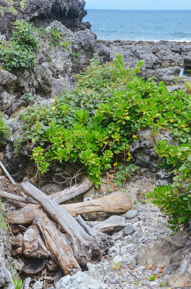 到台东旅游有哪些必去的景点,台东海岸线景点有哪些