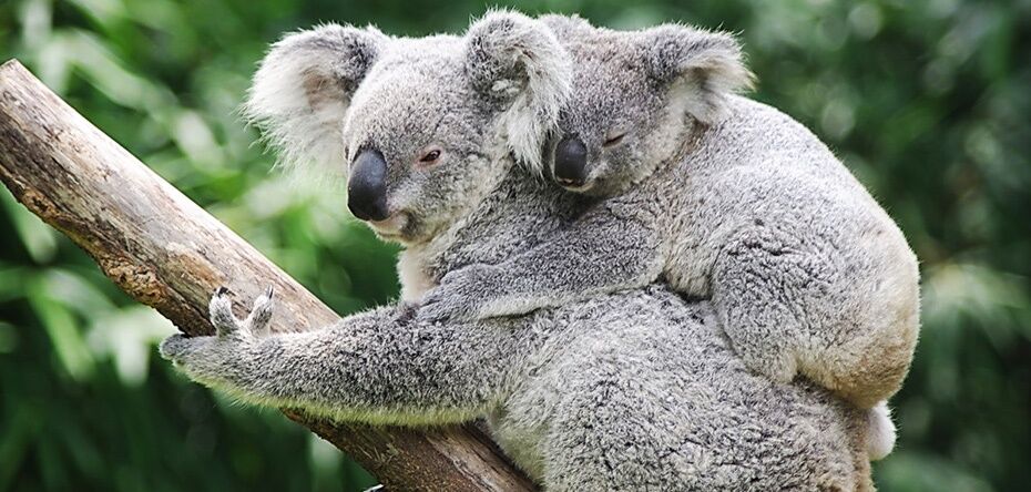 澳大利亚有什么稀有的动物,澳大利亚有哪些珍稀动物