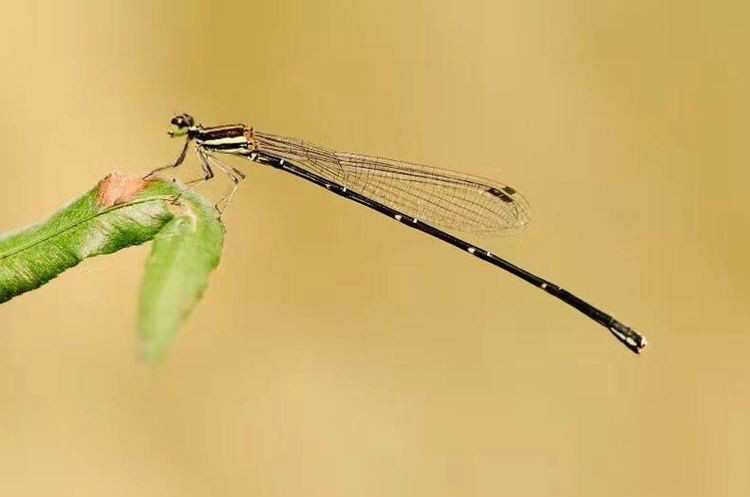 世界因你而美好原唱,世界因你而美好