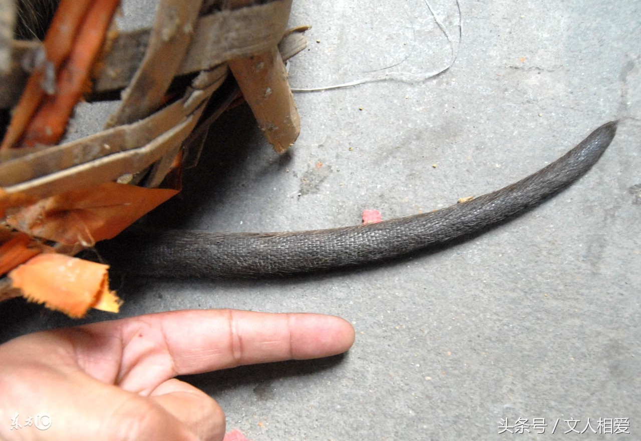 老鼠跑空调里去了不知道怎么治它,老鼠晚上活动太吵怎么治它