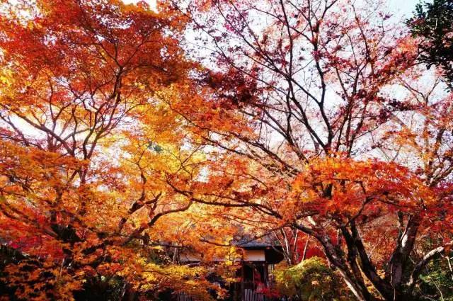 八月份定下的目标,秋季关西旅游攻略