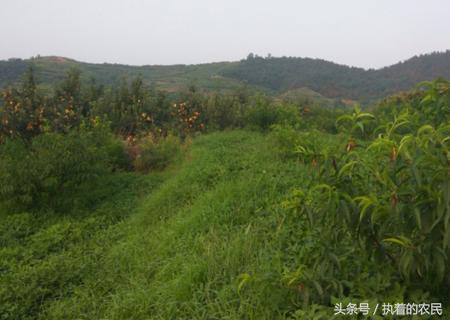 吃过油桃蜜桃,那农村人的这种桃子,你是否见过呢?