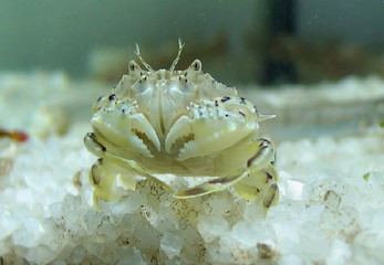 又到了吃螃蟹的季节怎样挑选螃蟹,如何正确挑选食用螃蟹你都知道吗