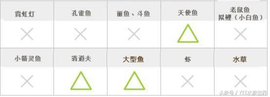 用简单的方法让鱼缸变的更清澈,掌握这些技巧让你的鱼缸更加清爽