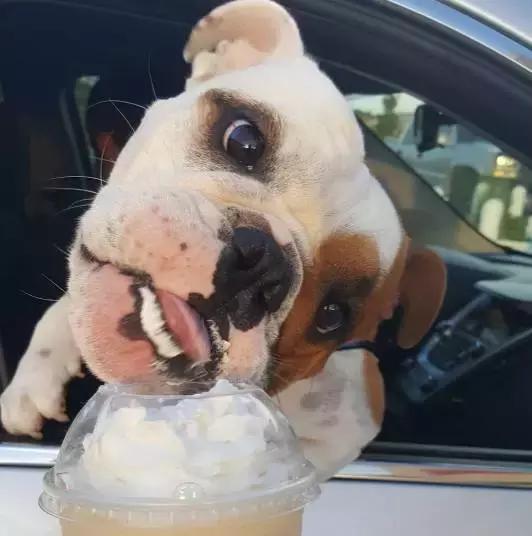 斗牛犬饲养知识,斗牛犬生产注意事项