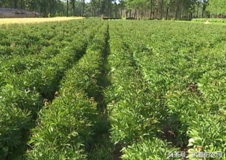 农村返乡创业的真实详细经历,曾经被众人看不起的穷小伙后续