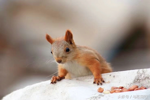 雪地松鼠可爱视频,雪地松鼠卖萌