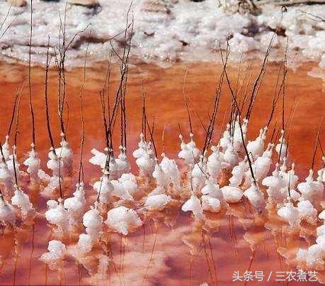 这种白色晶体弄碎了用,称为“百味之祖”,还能当药!