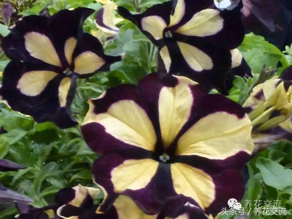 花卉最长寿命排名,五种养不死的花卉