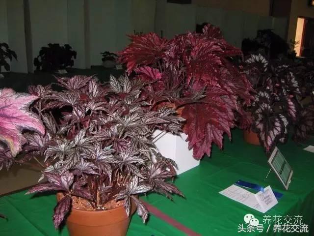 花卉最长寿命排名,五种养不死的花卉