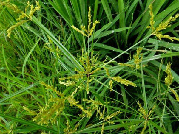 农村常见的野草及功效,你知道的农村最常见的野草