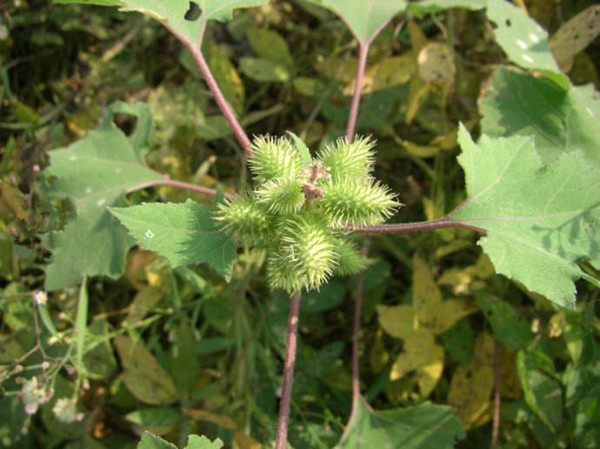 农村常见的野草及功效,你知道的农村最常见的野草