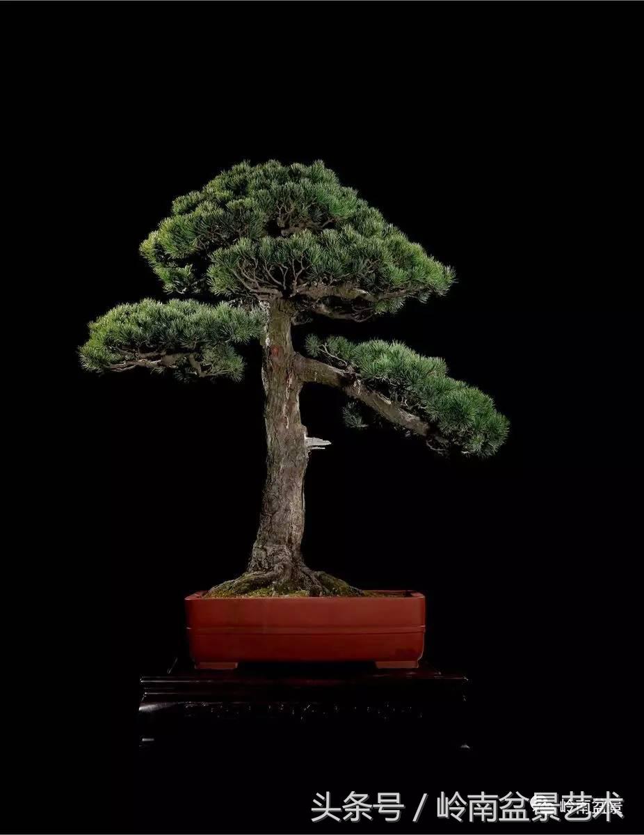五针松和大阪松哪个好盆栽 (大阪松比五针松哪种更名贵)