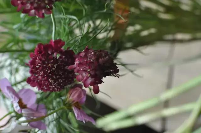 七夕第一次去花店买花应该怎么做,花店七夕节怎么卖花