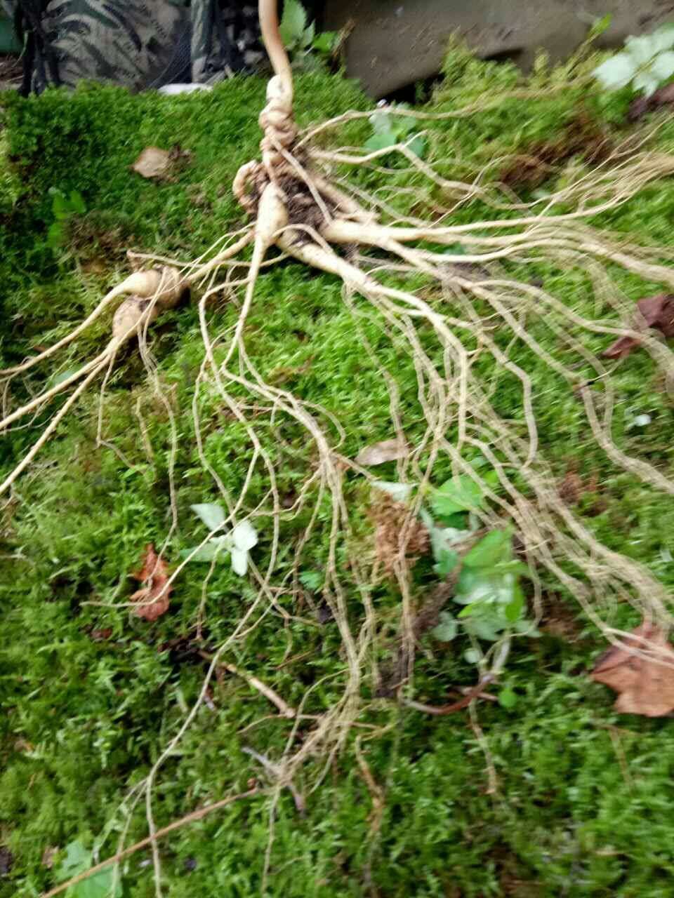 万良人最新行情,万良人