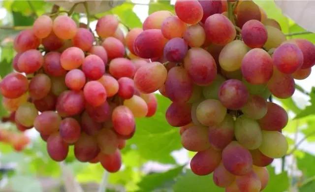 上海嘉定区是否更名为嘉定新区,嘉定要改名字叫嘉定新区吗