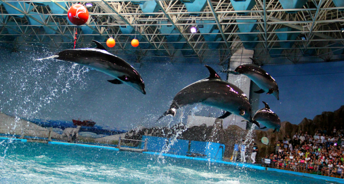 目前国内最好的海洋馆排名,全国排名前十的海洋馆