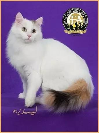 土耳其梵猫可以养吗,世界上最贵的猫品种