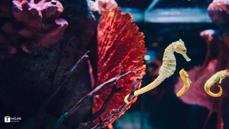 回忆那年在泰国踏浪看海,带你一起去泰国看海