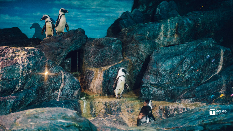 带你一起去泰国看海,回忆那年在泰国踏浪看海