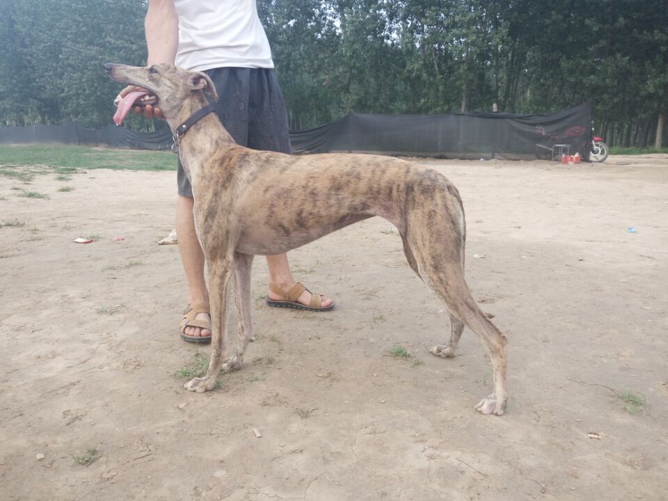 国内格力犬血统,格力犬血统图