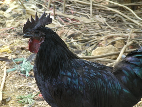 全身黑的鸡是什么鸡,黑色的鸡能吃吗