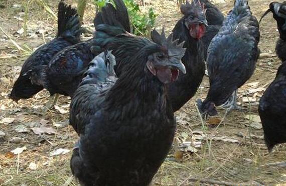 全身黑的鸡是什么鸡,黑色的鸡能吃吗