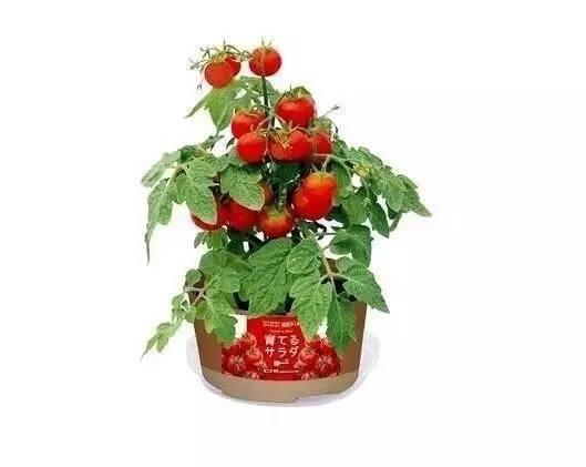 日本便利店值得买的几大好物,日本便利店里值得买的好物