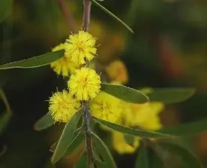 全世界各国的国花有哪些,世界各国国花有哪些