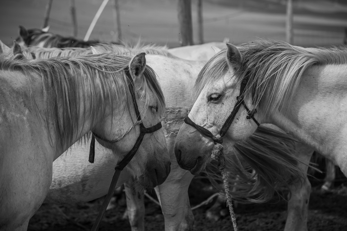 去内蒙，有多少人因为不懂这些文化而闹出了笑话