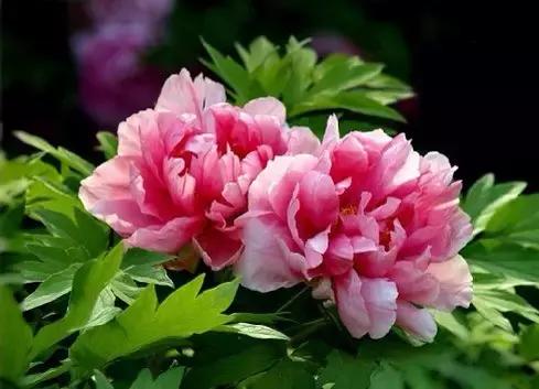 全世界各国的国花有哪些,世界各国国花有哪些